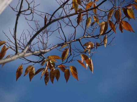 (�C�P�����R����)