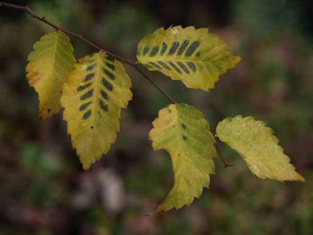 �i���� ���X�����h�j