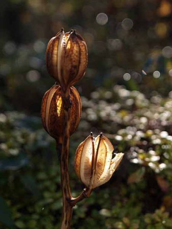 �i���� ���X�����h�j