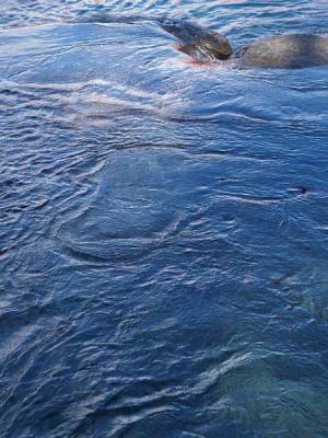 �i���� ���X�����h�j