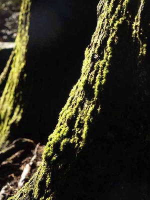 �i���� �����_�Ёj