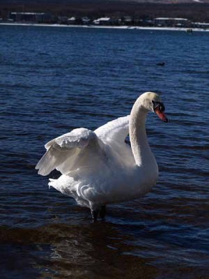 �i�R���΁j