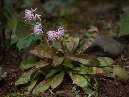 �V���E�W���E�o�J�}�i���q ���o���j