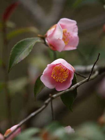 �c�o�L�i���q ���o���j