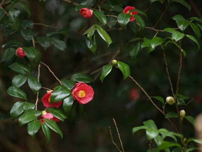 ���u�c�o�L�i���q ���o���j