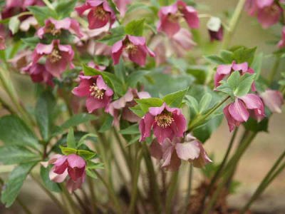 �N���X�}�X���[�Y�i���q ���o���j