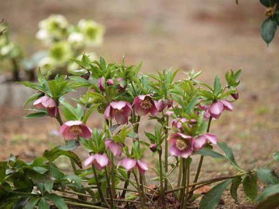 �N���X�}�X���[�Y�i���q ���o���j