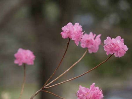 �~�c�o�c�c�W�i���q ���o���j