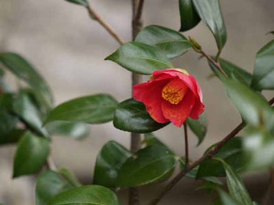 ���u�c�o�L�i���q ���o���j