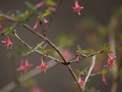 �E�O�C�X�K�O���i���q ���o���j