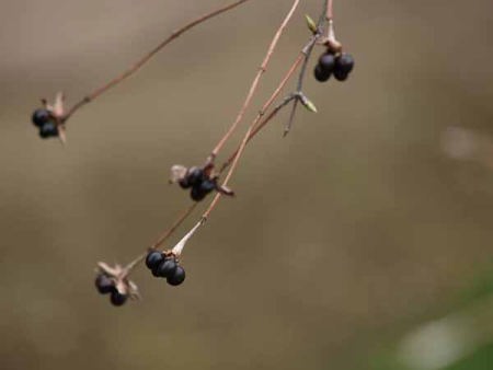 �V�����}�u�L�i���q ���c���j