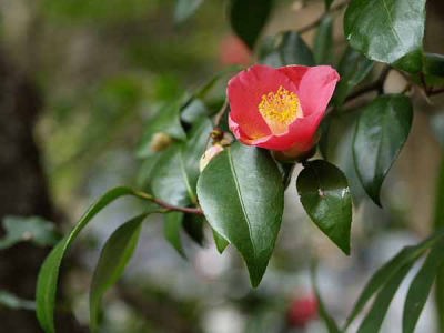 ���u�c�o�L�i���q ��q���j