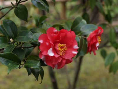 �c�o�L�i���q ��q���j