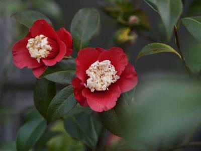 �c�o�L"�m��"�i���q ��I���j