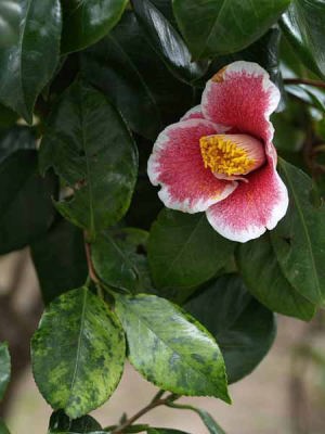 �c�o�L�i���q ��I���j