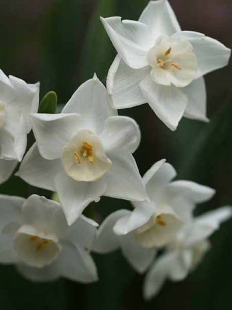 �X�C�Z���i���q ��I���j