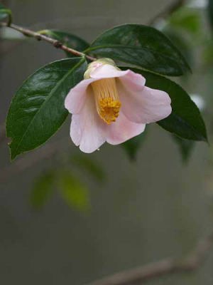 �c�o�L�i���q ��I���j