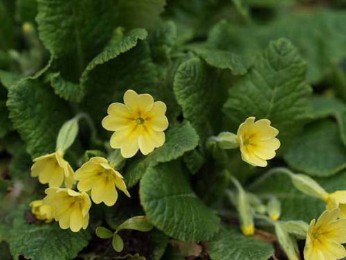 �v�������E�L���[�G���V�X�i���q ��I���j