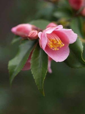 �c�o�L�i���q ��I���j