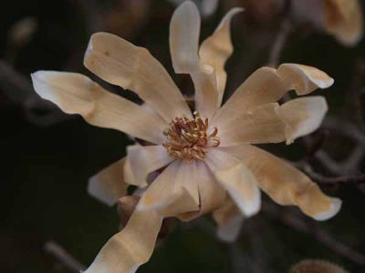 �V�f�R�u�V�i���q ��I���j