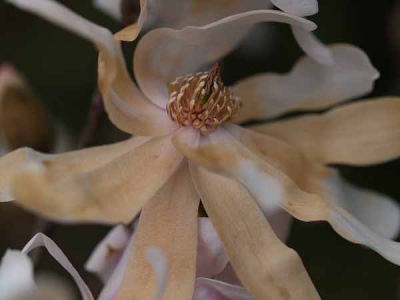 �V�f�R�u�V�i���q ��I���j