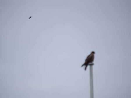 �g�r�i�]�̓��j