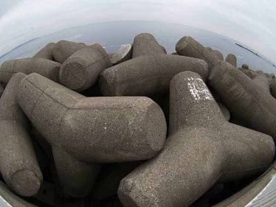 �e�g���|�b�h�i�]�̓��j