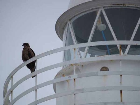 �g�r�i�]�̓��j