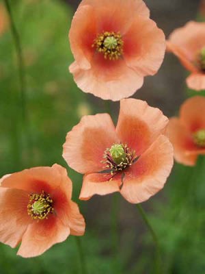 �n�i�r�V�\�E�i�]�̓��j