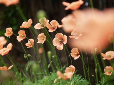 �n�i�r�V�\�E�i�]�̓��j