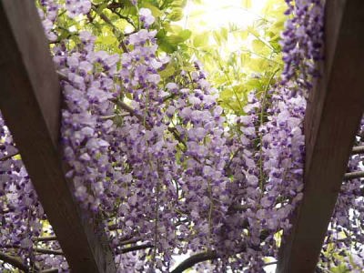 �t�W�i�]�̓��j