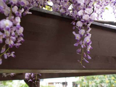 �t�W�i�]�̓��j