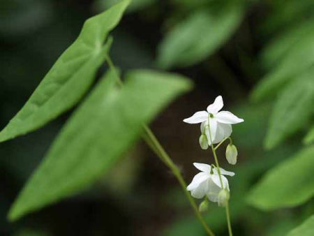 �g�L���C�J���\�E�i���q ���J���j