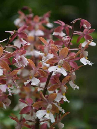 �G�r�l�i���q ���J���j