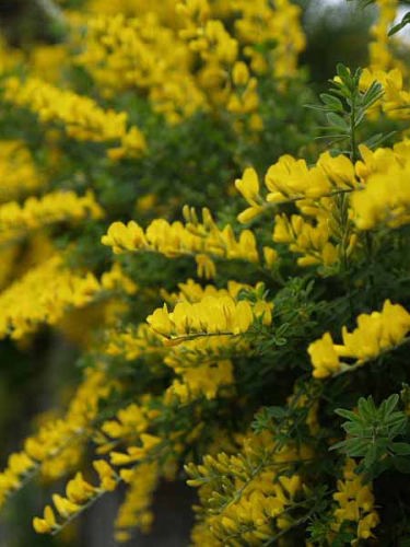 �L���O�T���i���q �������j