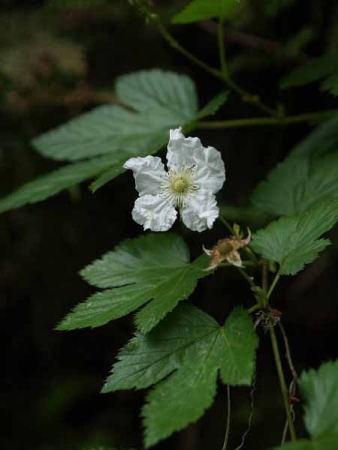 ���~�W�C�`�S�i���q �������j