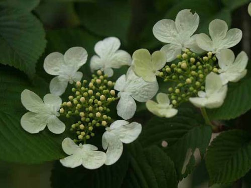 ���u�f�}���i���q �������j