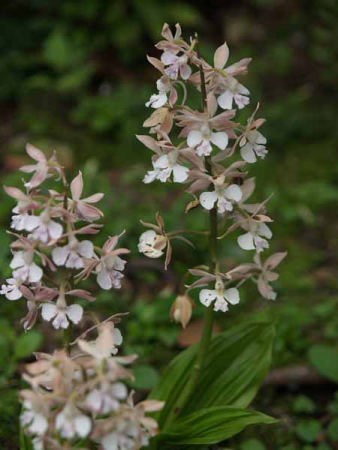 �G�r�l�i���q �������j