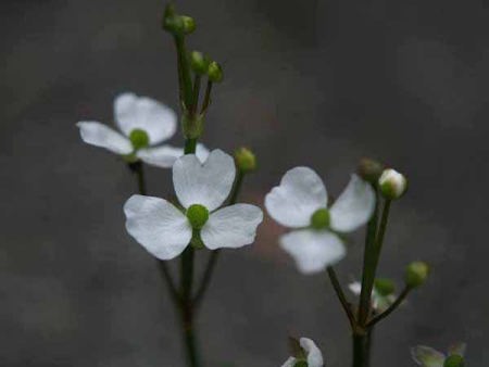 �I���_�J�i���q �������j