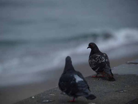 �n�g�i���q �����j