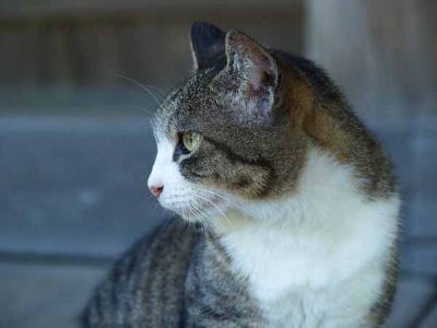 �l�R�i���q ���{���j