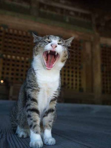 �l�R�i���q ���{���j