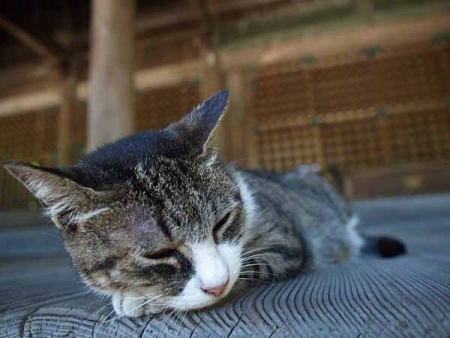 �l�R�i���q ���{���j