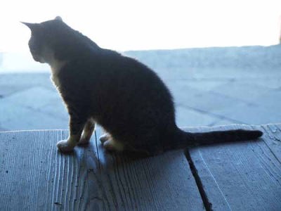 �l�R�i���q ���{���j