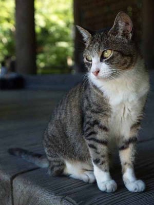 �l�R�i���q ���{���j