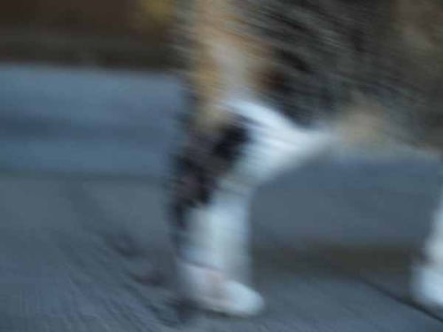 �l�R�i���q ���{���j