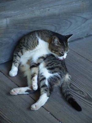 �l�R�i���q ���{���j