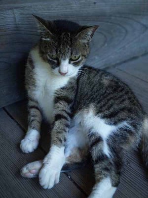 �l�R�i���q ���{���j