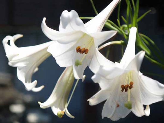 テッポウユリ(鎌倉 九品寺)