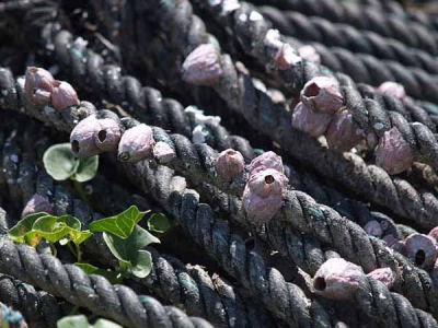 �i���q �R�䃖�l�j